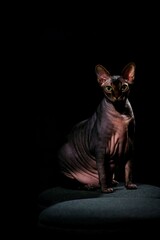 sphynx cat on a dark background