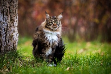 Maine Coon cat outside in the sun