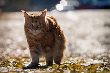 Maine Coon cat outside in the sun