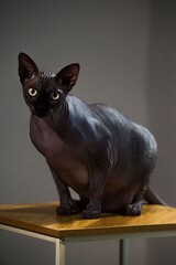 sphynx cat on a dark background