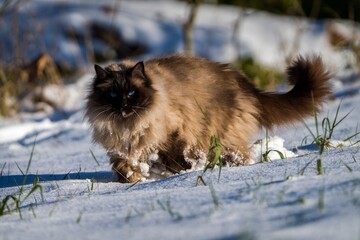 ragdoll cat outside in the snow