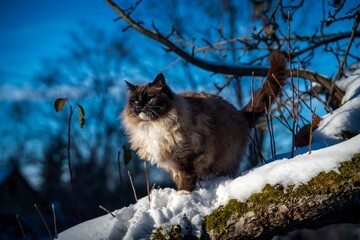 ragdoll cat outside in the snow
