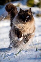ragdoll cat outside in the snow