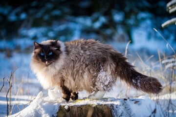 ragdoll cat outside in the snow