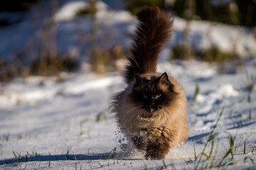 ragdoll cat outside in the snow
