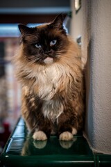 ragdoll cat on the stove