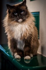 ragdoll cat on the stove