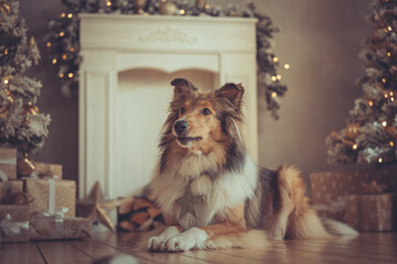 Portrait sch&ouml;ner rought Collie sable liegt vor einem Kamin und gold wei&szlig;en Weihnachtsbaum mit Bokeh Var. 4
