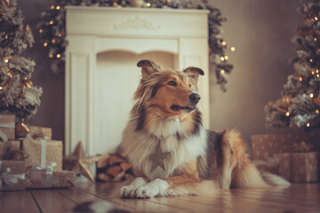 Portrait sch&ouml;ner rought Collie sable liegt vor einem Kamin und gold wei&szlig;en Weihnachtsbaum mit Bokeh Var. 3