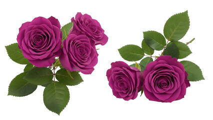 Two bunches of purple roses on transparent background