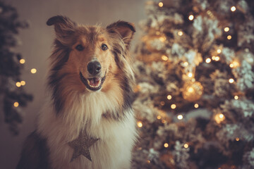 Portrait sch&ouml;ner rought Collie sable vor einem gold wei&szlig;en Weihnachtsbaum mit Bokeh Var. 1