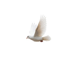Obraz premium A white dove in flight against a stark background