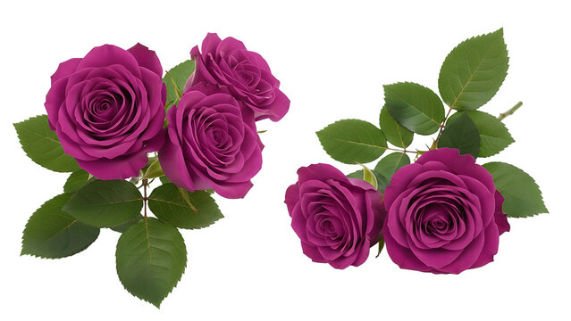 Two bunches of purple roses on transparent background
