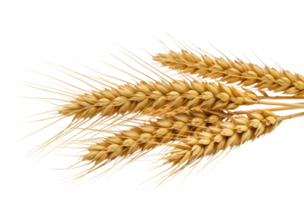 Ripe golden wheat stalks with plump grain heads and intricate textures, close-up on a pure transparent background with copy space, soft light, bokeh, concept of natural harvest and purity