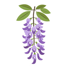 Modern flat 2D vector illustration of Wisteria Flower, clean and minimal design, isolated on white background.