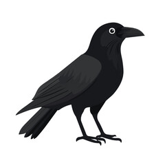 Fototapeta premium Raven illustrated in a clean 2D flat vector style, minimal and modern, isolated on a white background.