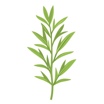 Tarragon, modern 2D flat vector illustration in icon style, isolated on pure white background.