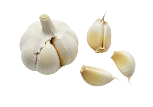 Fresh whole garlic bulb, broken clove revealing pale yellow translucent inner cloves, two peeled cloves, on a seamless transparent background with soft shadows, concept of healthy food ingredients and