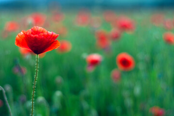 Obraz premium Vivid red poppy field in green grass.