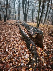 autumn nature in bohemian forest cesky les in czechia