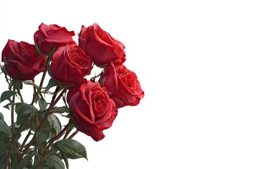 Obraz premium Bouquet of dark red roses with dark green stems, placed on a white background