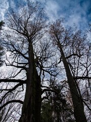 autumn nature in bohemian forest cesky les in czechia