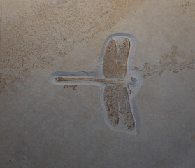 fossil of prehistoric dragonfly  in the stone