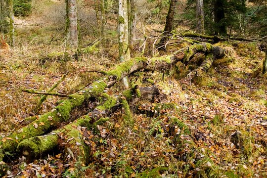 autumn nature in bohemian forest cesky les in czechia