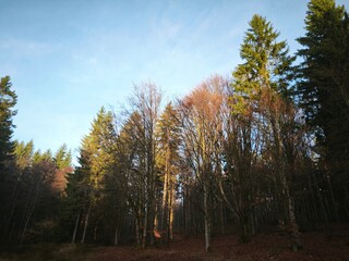 Obraz premium autumn nature in bohemian forest cesky les in czechia