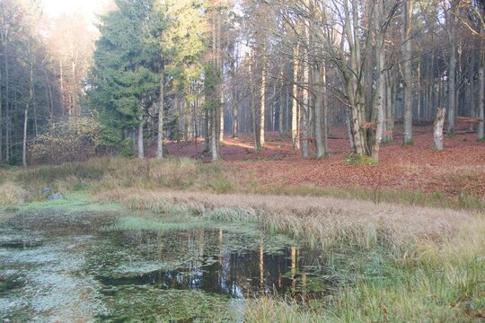autumn nature in bohemian forest cesky les in czechia