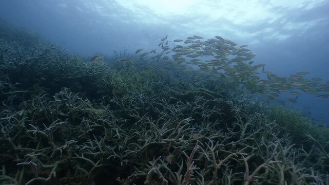 Underwater scubadiving scenery of coral reef and a schooling of yellowfin snappers swim around