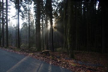morning fog in the wood with sunsnihe light