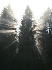 morning fog in the wood with sunsnihe light