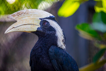 the male black hornbill (Anthracoceros malayanus) is a species of bird of the hornbill family Bucerotidae. It lives in Asia in Brunei Darussalam, Indonesia, Malaysia, Singapore, Thailand. © Danny Ye