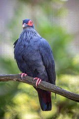 The Madagascar blue pigeon (Alectroenas madagascariensis) is a species of bird in the family Columbidae. It is endemic to northern and eastern Madagascar.