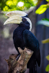 the male black hornbill (Anthracoceros malayanus) is a species of bird of the hornbill family Bucerotidae. It lives in Asia in Brunei Darussalam, Indonesia, Malaysia, Singapore, Thailand. © Danny Ye