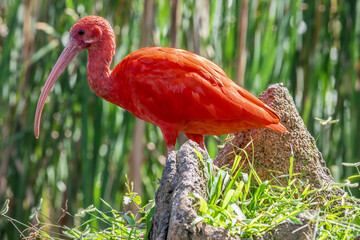 The scarlet ibis (Eudocimus ruber) is a species of ibis in the bird family Threskiornithidae. It inhabits tropical South America and part of the Caribbean.