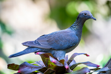 The white-crowned pigeon (Patagioenas leucocephala) is a species of bird in the family Columbidae. It inhabits the northern and central Caribbean islands and the North and Central America. 