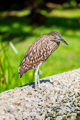 The juvenile nankeen night heron (Nycticorax caledonicus). It is a heron that belongs to the genus Nycticorax and the family Ardeidae, with distinctive reddish-brown colour.