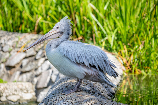The spot-billed pelican (Pelecanus philippensis) is a member of the pelican family. It breeds in southern Asia from southern Pakistan across India east to Indonesia.