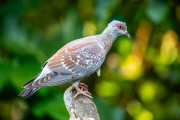 The speckled pigeon (Columba guinea), or African rock pigeon, is a pigeon that is a resident breeding bird in much of Africa south of the Sahara