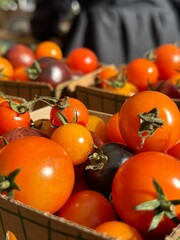tomatoes in a basket