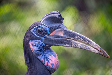 northern ground hornbill (Bucorvus abyssinicus) is an African bird, found north of the equator, and is one of two species of ground hornbill. It is the second largest species of African hornbill. © Danny Ye