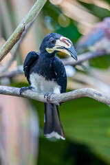 The West African pied hornbill (Lophoceros semifasciatus) is a bird of the hornbill family, a family of tropical near-passerine birds found in the Old World. © Danny Ye