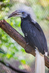 The white-crowned hornbill (Berenicornis comatus) is a large hornbill. The plumage is black and white. The head, neck, breast and tail are white. It has a white crown feathers erected in a crest.  © Danny Ye