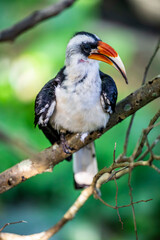 A male Von der Decken's hornbill.
It is a hornbill found in East Africa. 
It is found mainly in thorn scrub and similar arid habitats. 
The species shows sexual dimorphism