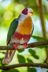 The yellow-breasted fruit dove (Ramphiculus occipitalis) is endemic to the Philippines. Its natural habitat is tropical moist lowland forest.