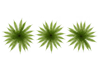 Three green fern fronds arranged in a row on a black background isolated on transparent background