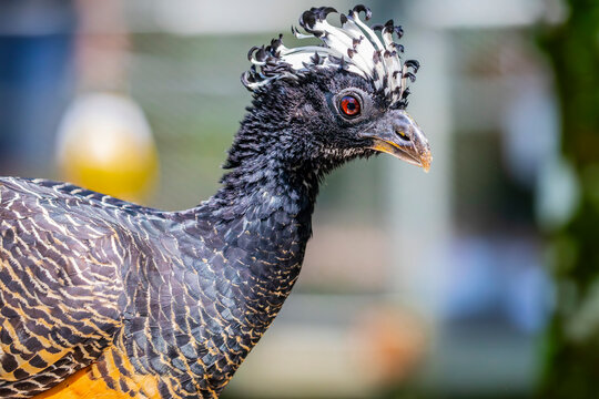 A female bare-faced curassow (Crax fasciolata). It is a species of bird in the family Cracidae, The female has a black head, throat, neck and upper mantle, and a black and white barred crest. 