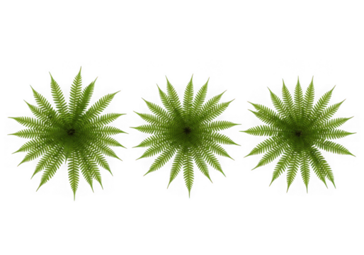 Three green fern fronds arranged in a row on a black background isolated on transparent background